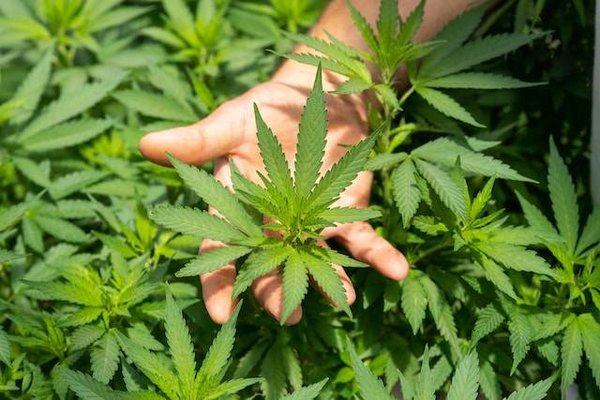Quelle est la différence entre le CBD et le THC ?