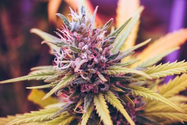 Quelles sont les plantes de cannabis ornementales et à quel prix ?